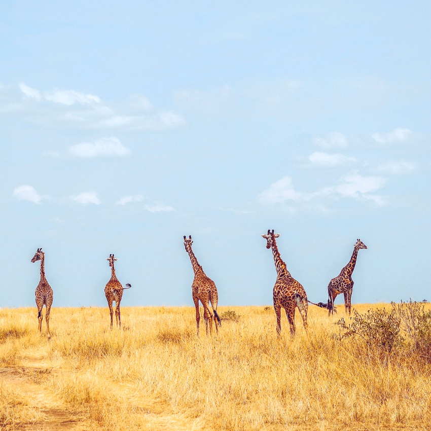 Africa travel with kids